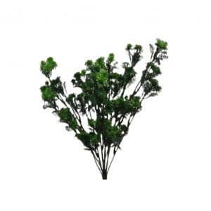 NATURAL GREEN STARFLOWER GREENERY