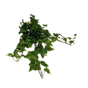 GREEN IVY BUSH