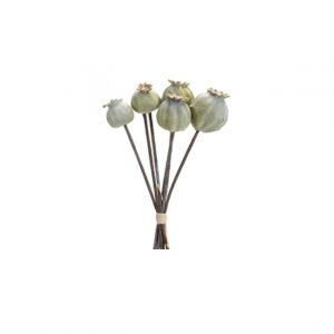 POPPY POD BUNDLE/10.5"
