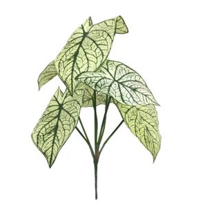 GREEN CALADIUM LEAF BUSH