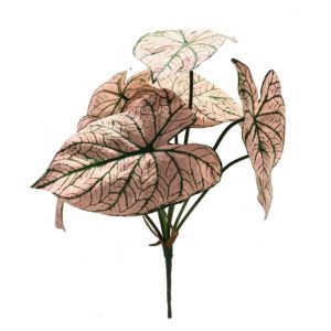 PINK CALADIUM LEAF BUSH