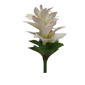 WHITE GINGER STEM / 31"