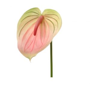 PINK/GREEN ANTHURIUM/29"