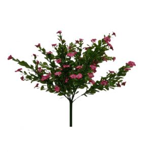 FUCHSIA NEW JACOB'S LADDER BUSH