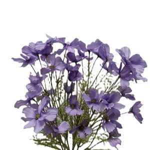 BLUE NATURAL COSMOS BUSH