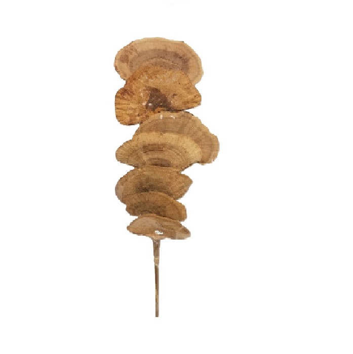 SPONGE MUSHROOMS x /5 STEMS