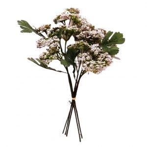 BLUSH ANGELICA BUNDLE x 5 Stems