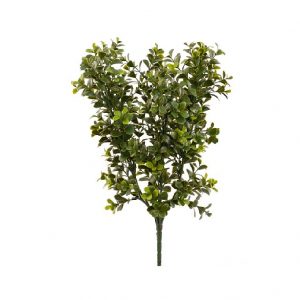 BOXWOOD BUSH / 17"