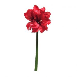 RED AMARYLLIS x 4 / 27"