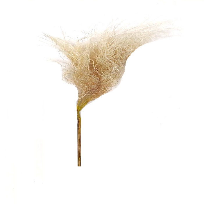 IVORY PAMPA GRASS / 29"