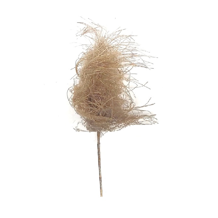 TAN PAMPAS GRASS / 29"